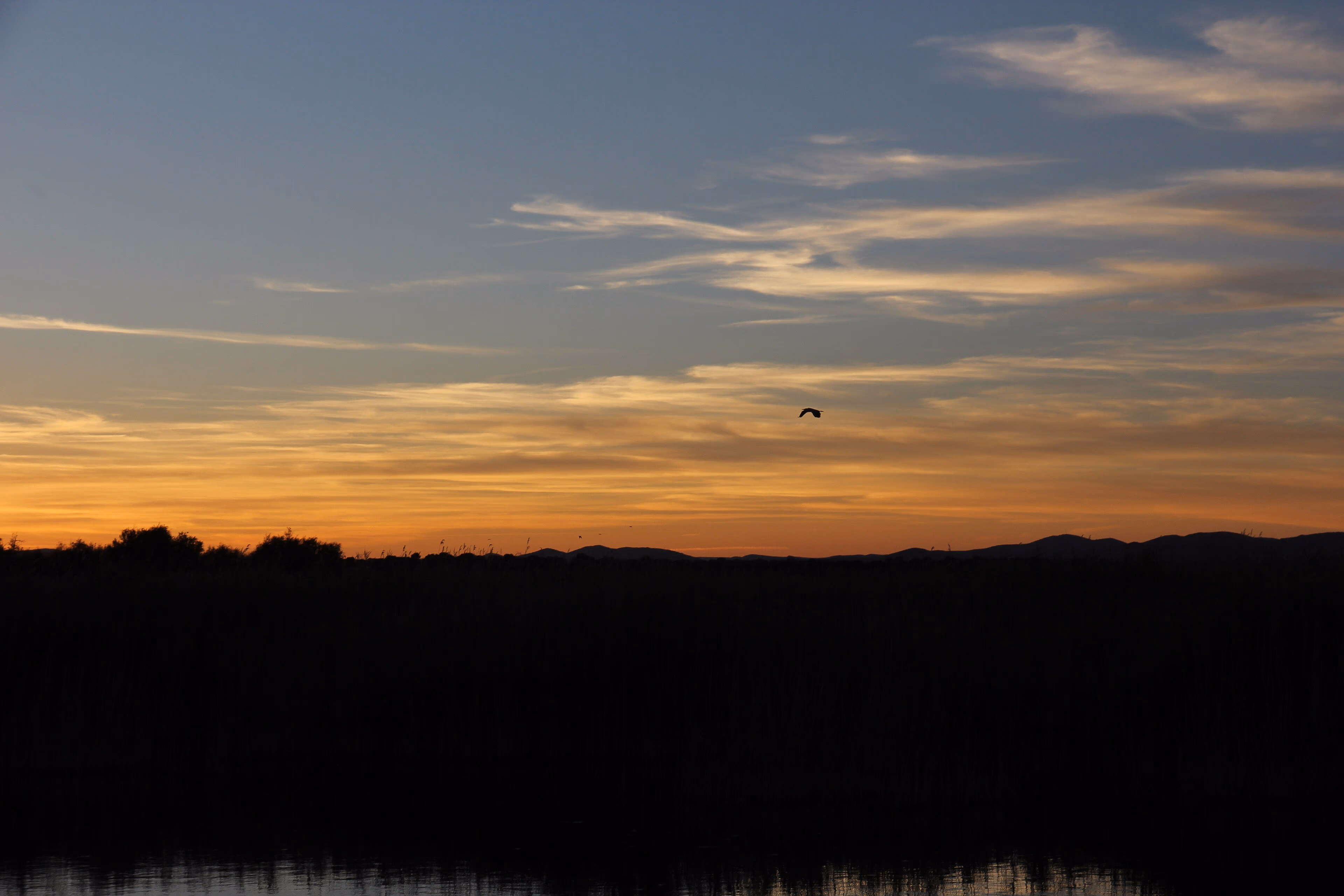 Garza alzando el vuelo al atardecer en las Tablas de Daimiel